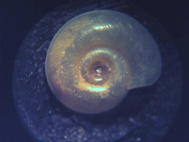 planorbis carinatus ?..